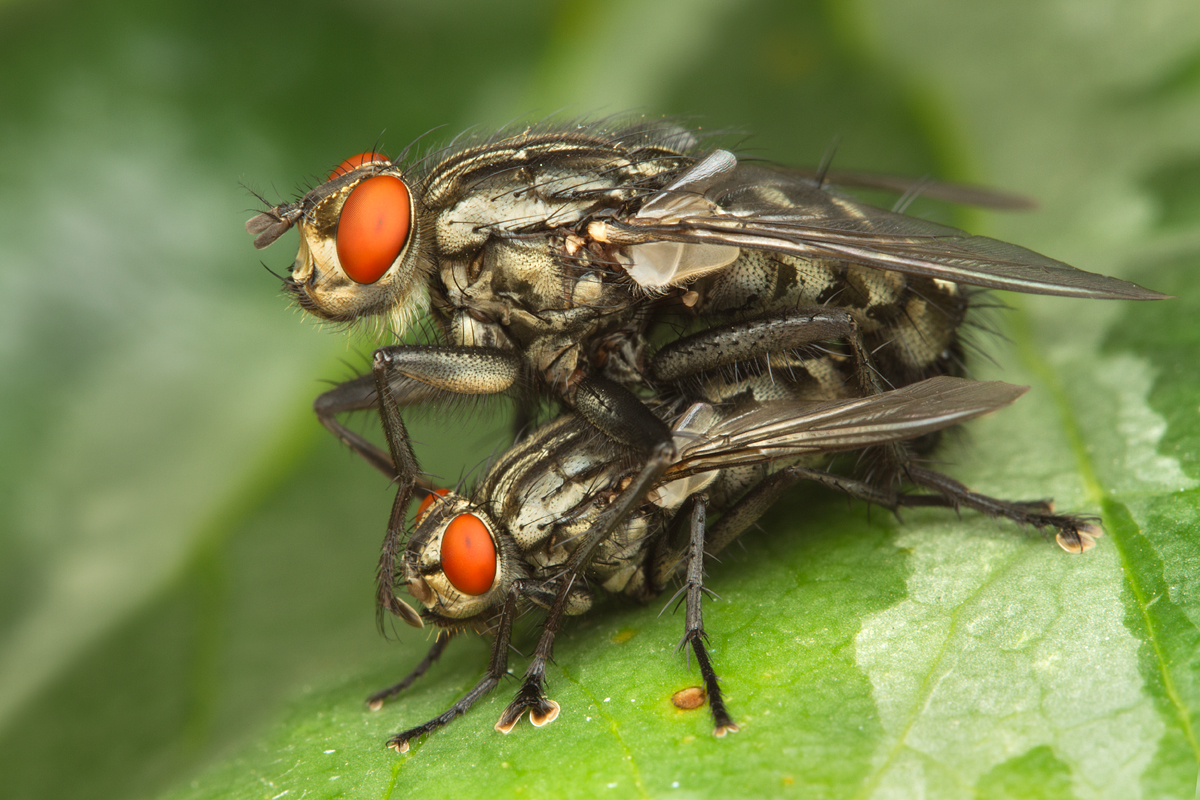 Mating Flesh Flies